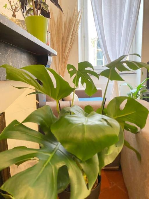 Le Jardin Secret De Nady Apartment Carcassonne Exterior photo
